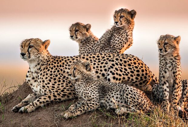 serengeti-cheetah-and-cubs